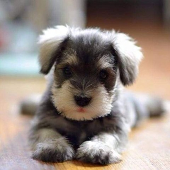 Meet your Posher, Momo - Picture 1 of 1